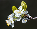 BB 14 0145 / Apis mellifera / Honningbie <br /> Prunus domestica / Plomme